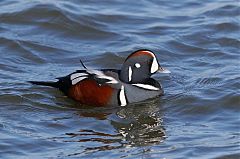Harlequin Duck